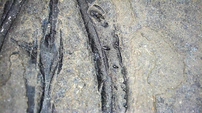 Large Keichousaurus hui Fossil Triassic Marine Reptile (11") from China - FossilsAndMore