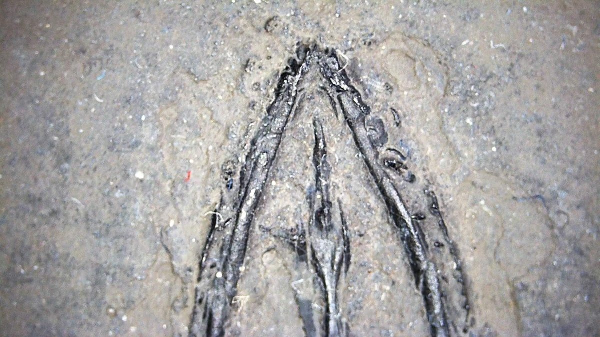 Large Keichousaurus hui Fossil Triassic Marine Reptile (11") from China - FossilsAndMore