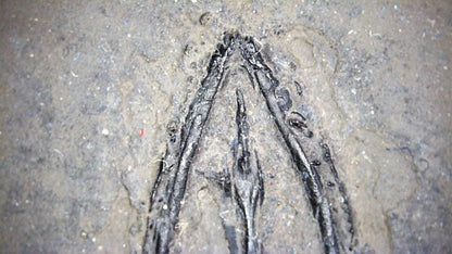 Large Keichousaurus hui Fossil Triassic Marine Reptile (11") from China - FossilsAndMore