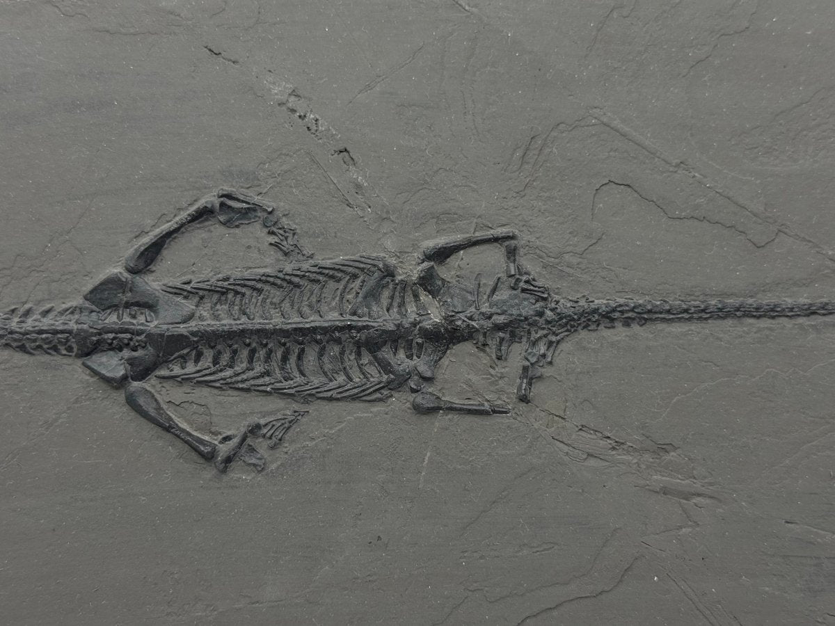 Large Keichousaurus hui Fossil Triassic Marine Reptile (11") from China - FossilsAndMore