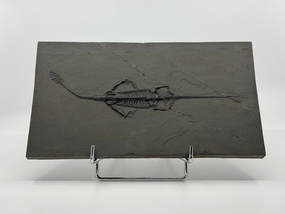 Large Keichousaurus hui Fossil Triassic Marine Reptile (11") from China - FossilsAndMore