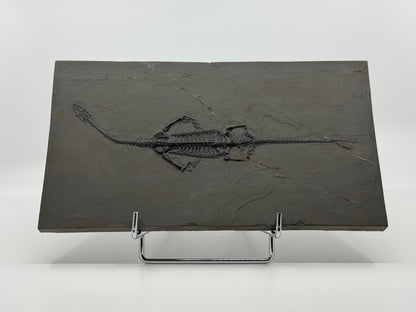 Large Keichousaurus hui Fossil Triassic Marine Reptile (11") from China - FossilsAndMore