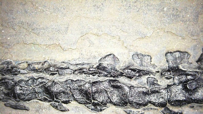 Large Keichousaurus hui Fossil Triassic Marine Reptile (11") from China - FossilsAndMore
