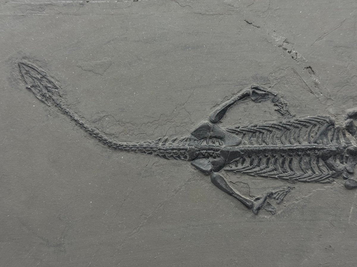 Large Keichousaurus hui Fossil Triassic Marine Reptile (11") from China - FossilsAndMore
