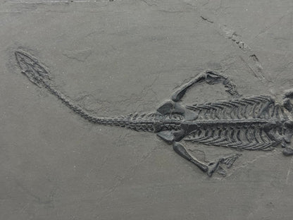 Large Keichousaurus hui Fossil Triassic Marine Reptile (11") from China - FossilsAndMore