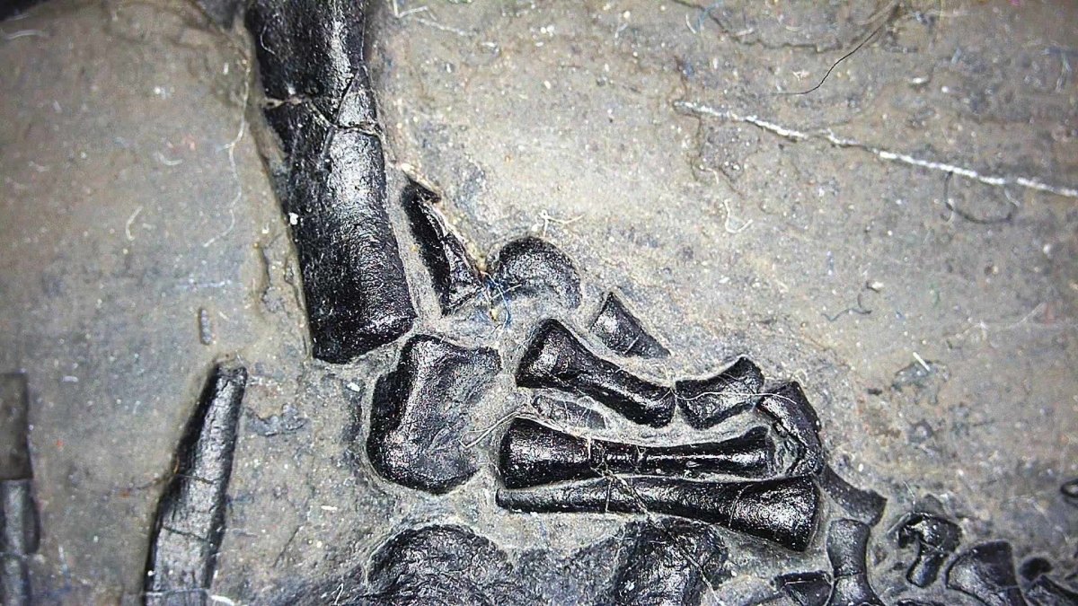 Large Keichousaurus hui Fossil Triassic Marine Reptile (11") from China - FossilsAndMore