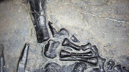 Large Keichousaurus hui Fossil Triassic Marine Reptile (11") from China - FossilsAndMore