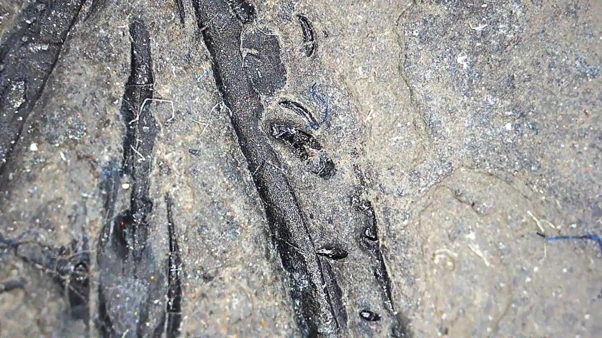 Large Keichousaurus hui Fossil Triassic Marine Reptile (11") from China - FossilsAndMore