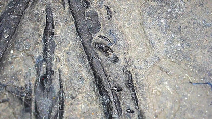 Large Keichousaurus hui Fossil Triassic Marine Reptile (11") from China - FossilsAndMore