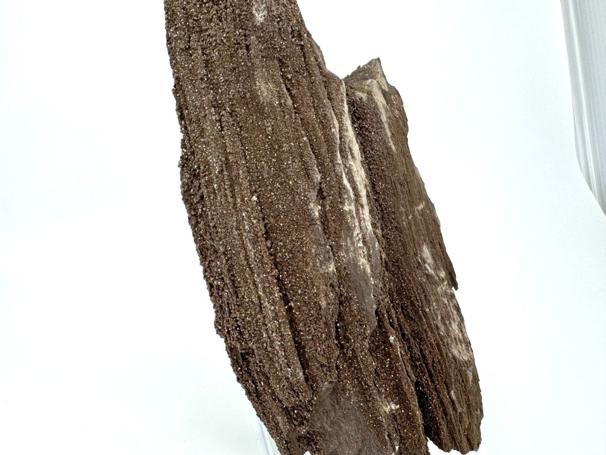 Large Permineralized Wood Covered In Druzy Quartz from Germany (611 Grams) - FossilsAndMore