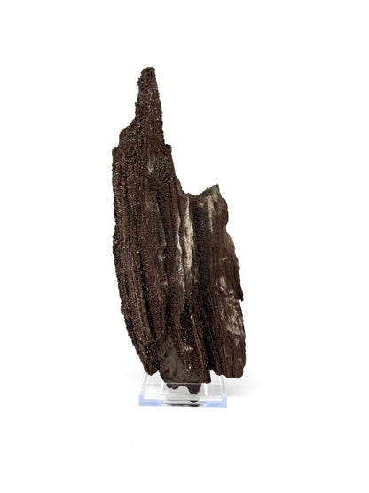 Large Permineralized Wood Covered In Druzy Quartz from Germany (611 Grams) - FossilsAndMore