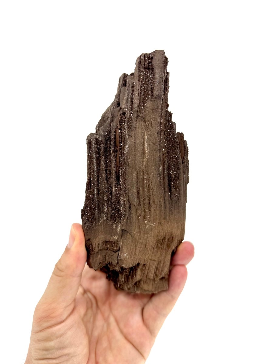 Large Permineralized Wood Covered In Druzy Quartz from Germany (669 Grams) - FossilsAndMore
