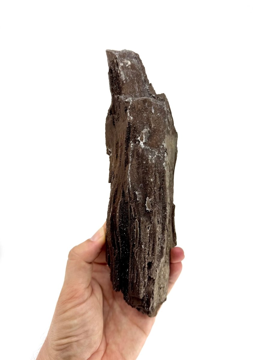 Large Permineralized Wood Covered In Druzy Quartz from Germany (759 Grams) - FossilsAndMore