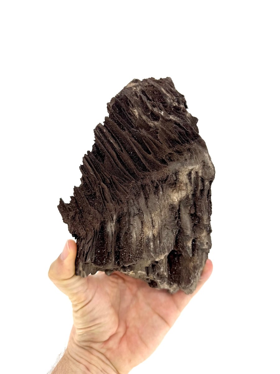 Large Permineralized Wood Covered In Druzy Quartz from Germany (919 Grams) - FossilsAndMore