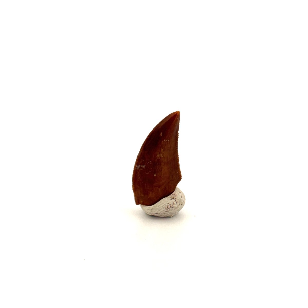Majungasaurus Fossil Dinosaur Tooth (0.71") - Late Cretaceous, Madagascar - FossilsAndMore