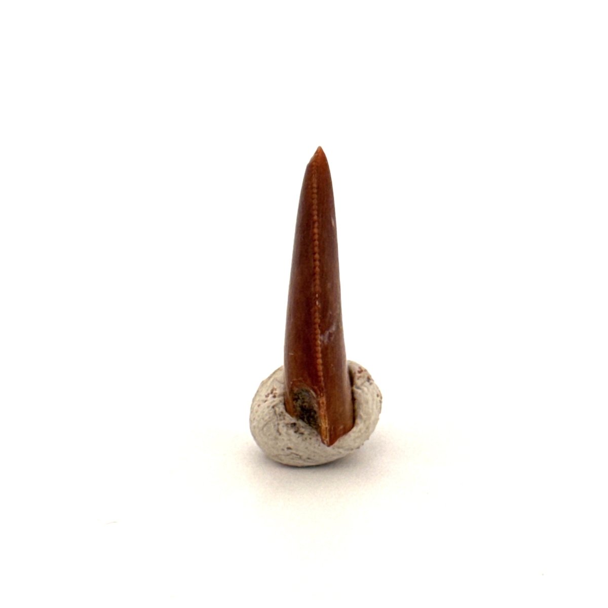 Majungasaurus Fossil Dinosaur Tooth (0.71") - Late Cretaceous, Madagascar - FossilsAndMore