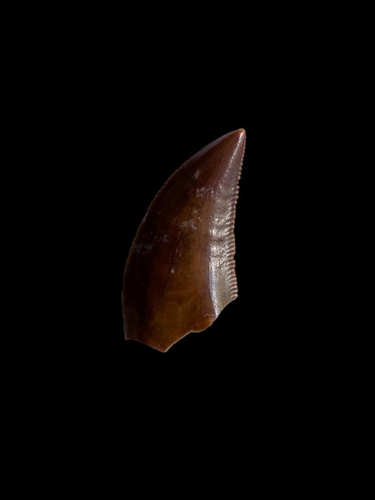 Majungasaurus Fossil Dinosaur Tooth (0.71") - Late Cretaceous, Madagascar - FossilsAndMore