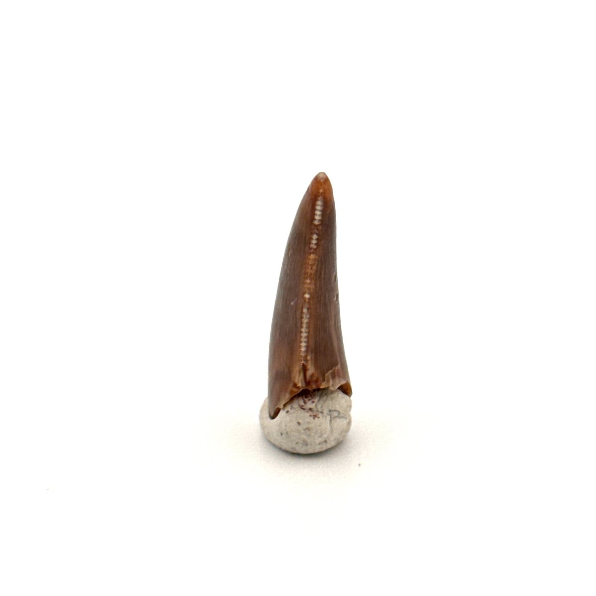 Majungasaurus Fossil Dinosaur Tooth (0.87") - Late Cretaceous, Madagascar - FossilsAndMore