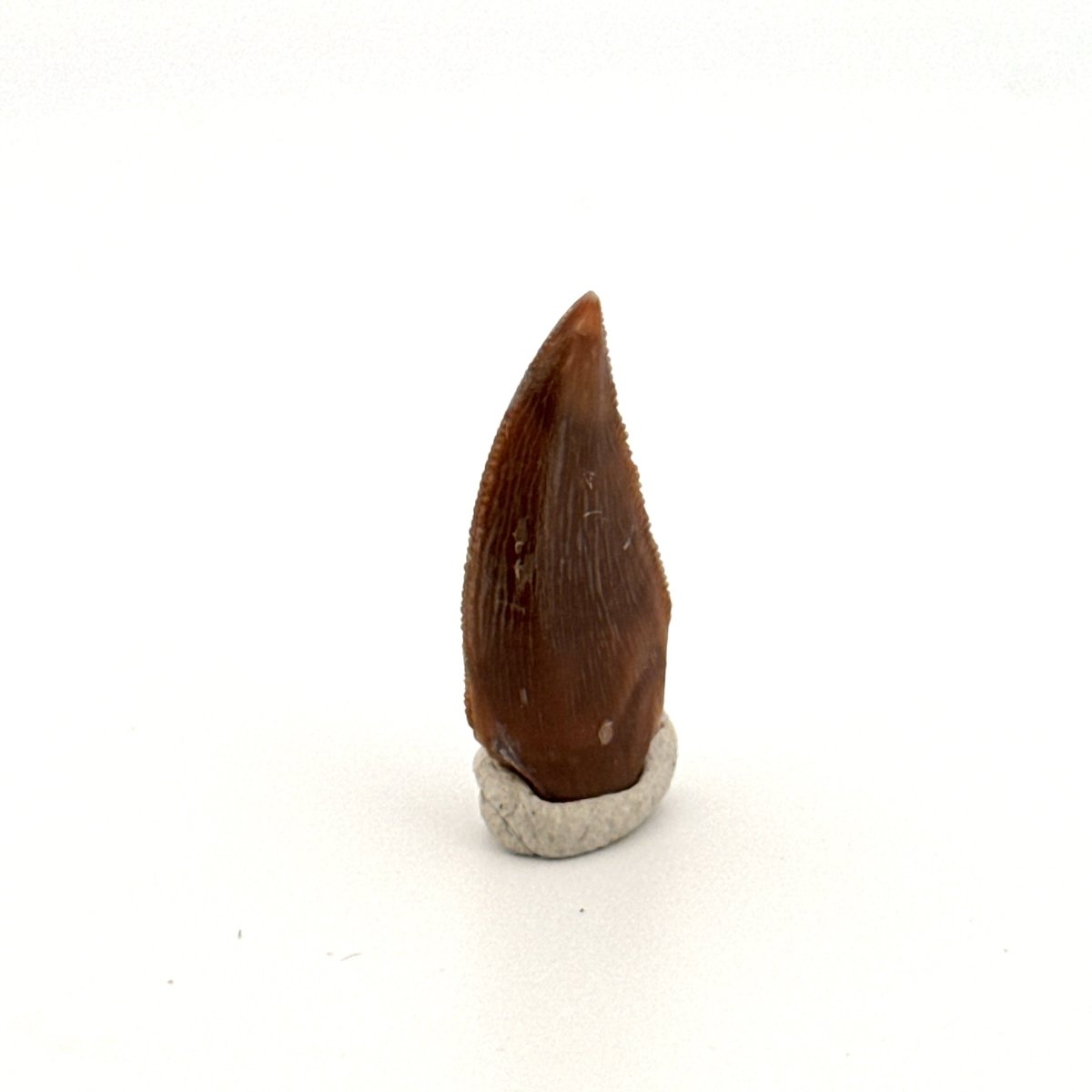 Majungasaurus Fossil Dinosaur Tooth (0.87") - Late Cretaceous, Madagascar - FossilsAndMore