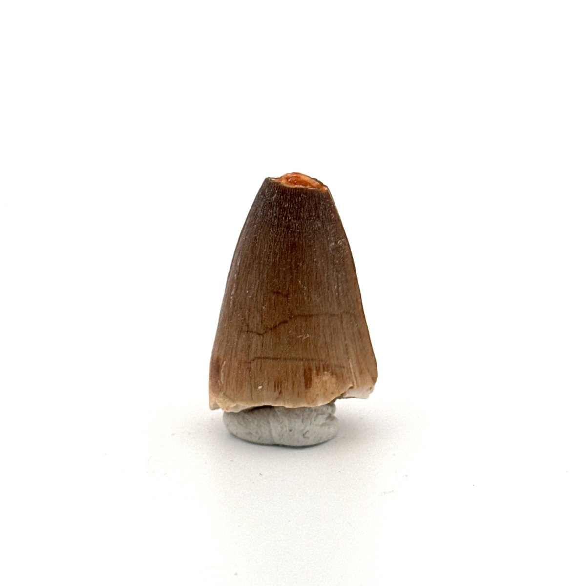 Maroccosuchus zennaroi Fossil tooth (1.19") from Morocco - FossilsAndMore