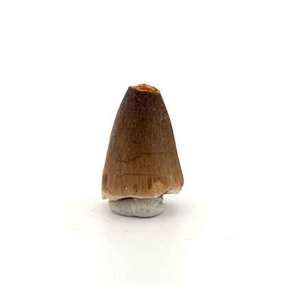 Maroccosuchus zennaroi Fossil tooth (1.19") from Morocco - FossilsAndMore