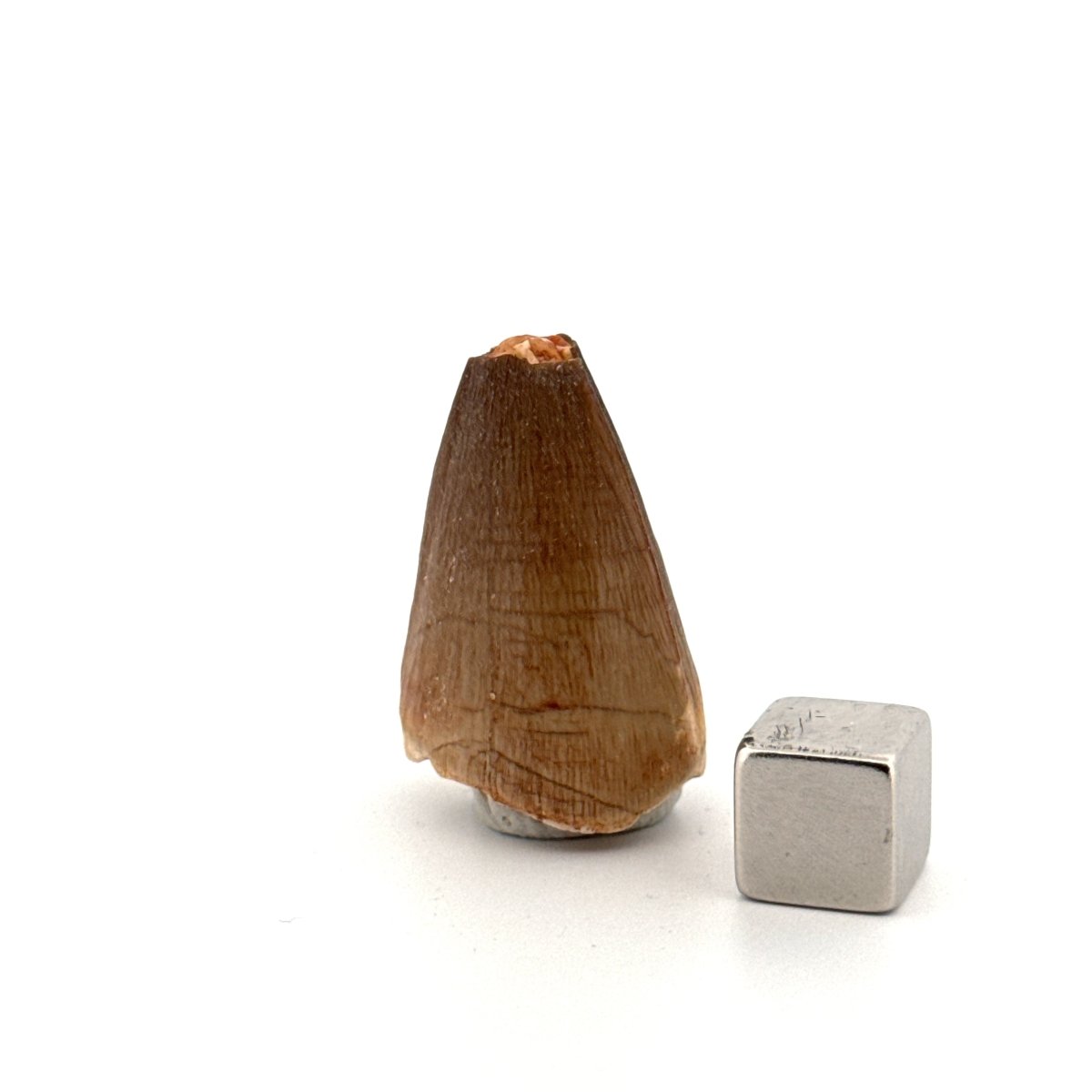 Maroccosuchus zennaroi Fossil tooth (1.19") from Morocco - FossilsAndMore