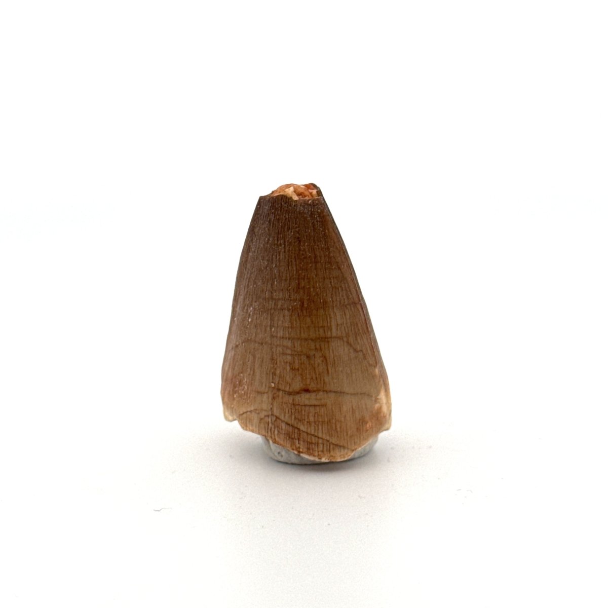 Maroccosuchus zennaroi Fossil tooth (1.19") from Morocco - FossilsAndMore