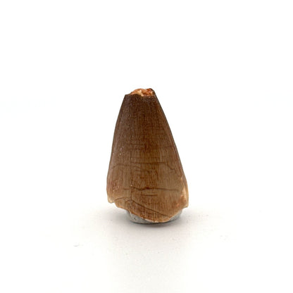 Maroccosuchus zennaroi Fossil tooth (1.19") from Morocco - FossilsAndMore