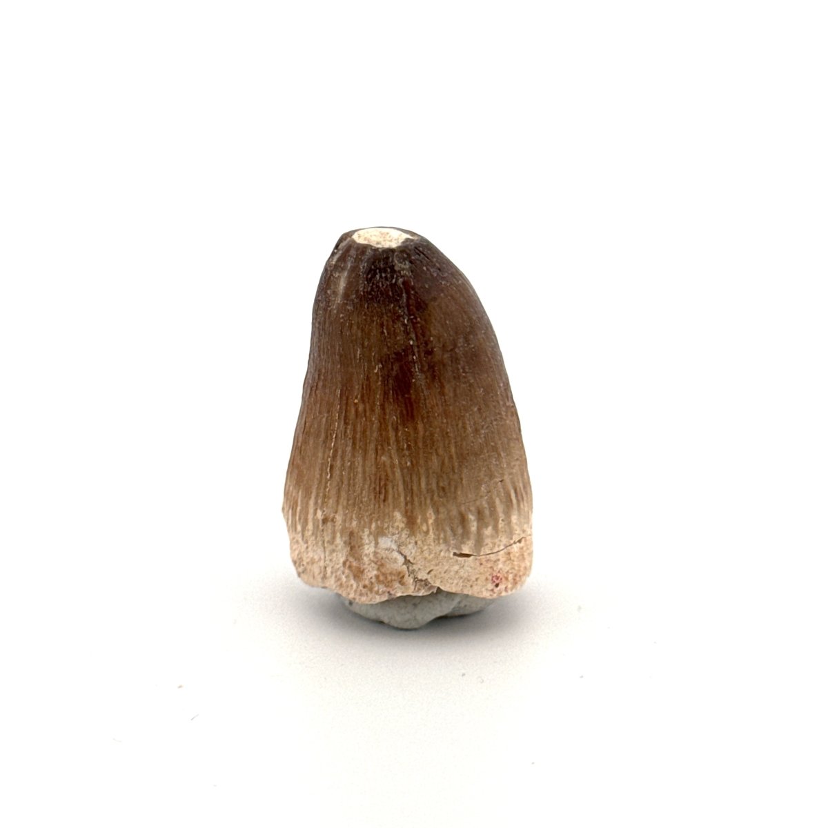 Maroccosuchus zennaroi Fossil tooth (1.22") from Morocco - FossilsAndMore