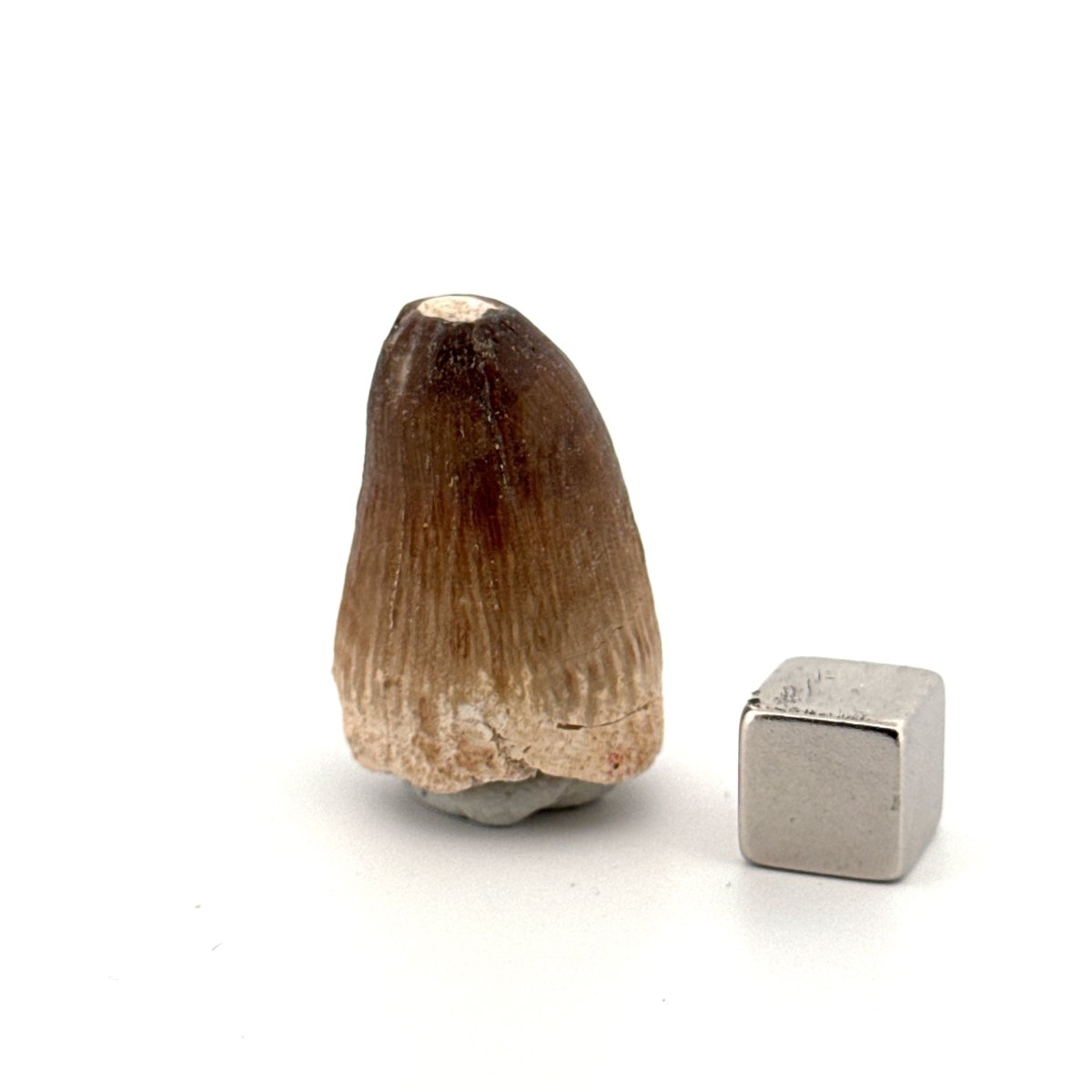 Maroccosuchus zennaroi Fossil tooth (1.22") from Morocco - FossilsAndMore