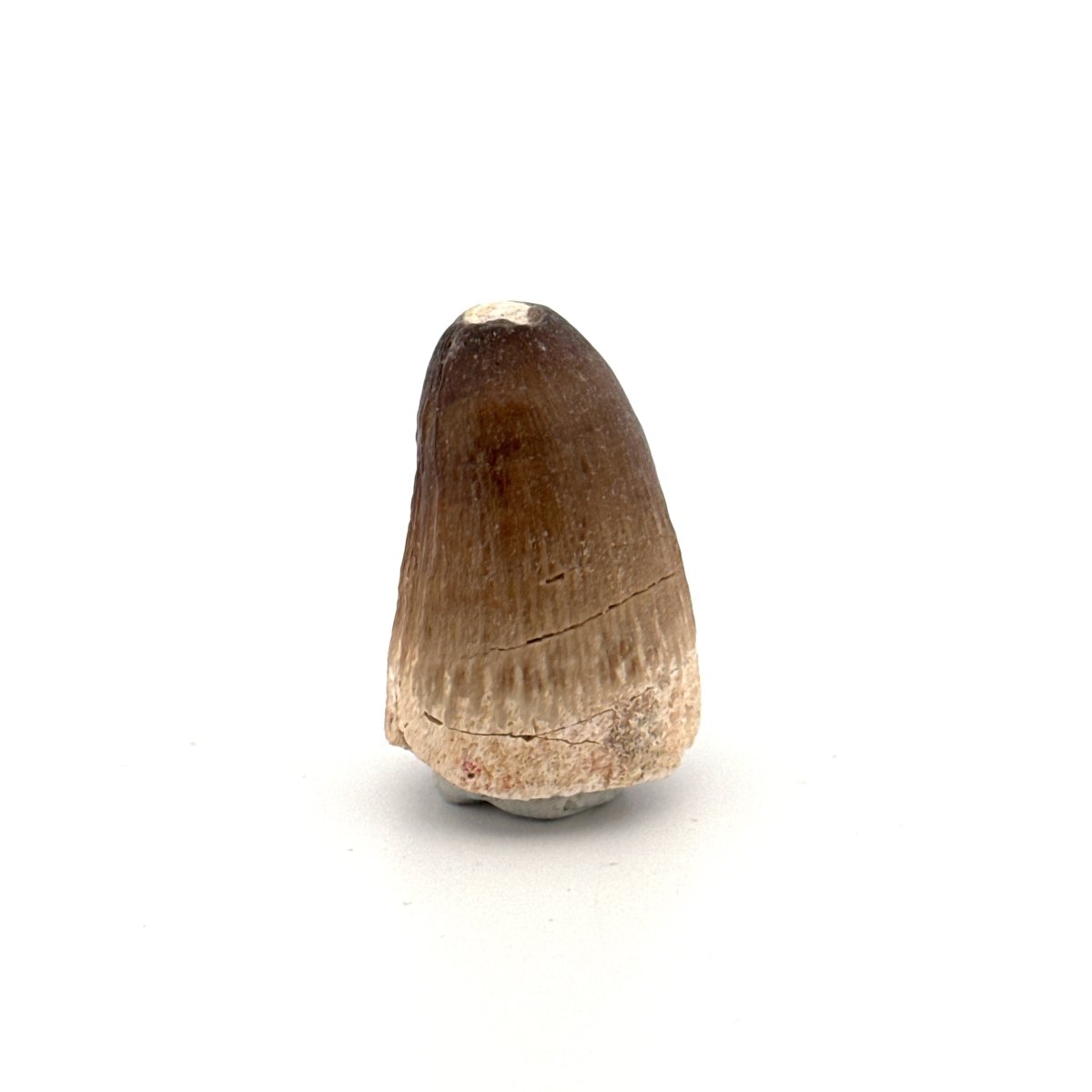 Maroccosuchus zennaroi Fossil tooth (1.22") from Morocco - FossilsAndMore