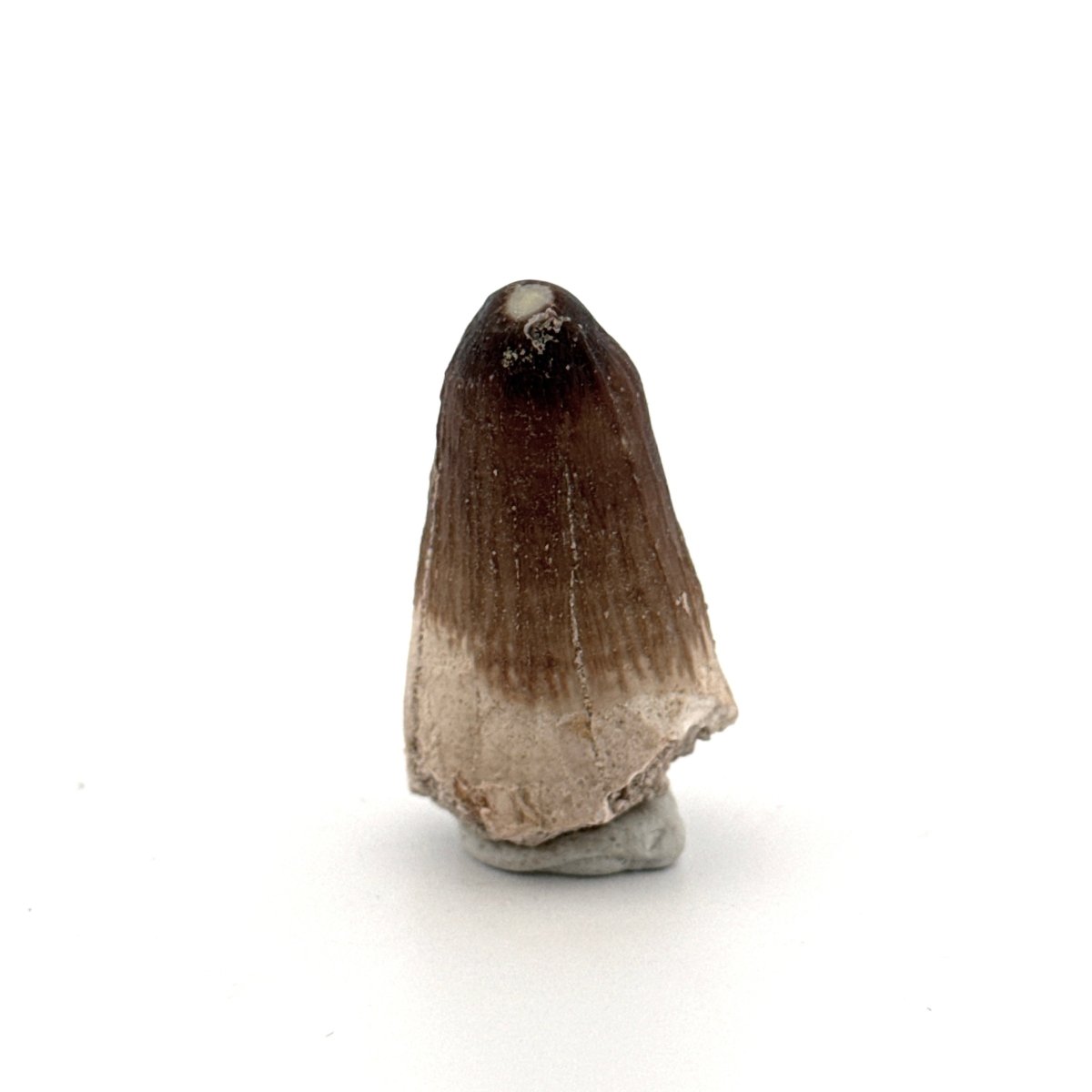 Maroccosuchus zennaroi Fossil tooth (1.35") from Morocco - FossilsAndMore