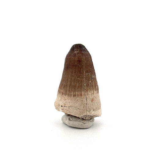 Maroccosuchus zennaroi Fossil tooth (1.35") from Morocco - FossilsAndMore