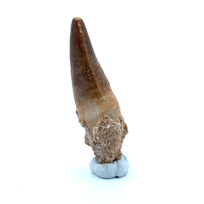 Maroccosuchus zennaroi Fossil tooth (1.55") from Morocco - FossilsAndMore
