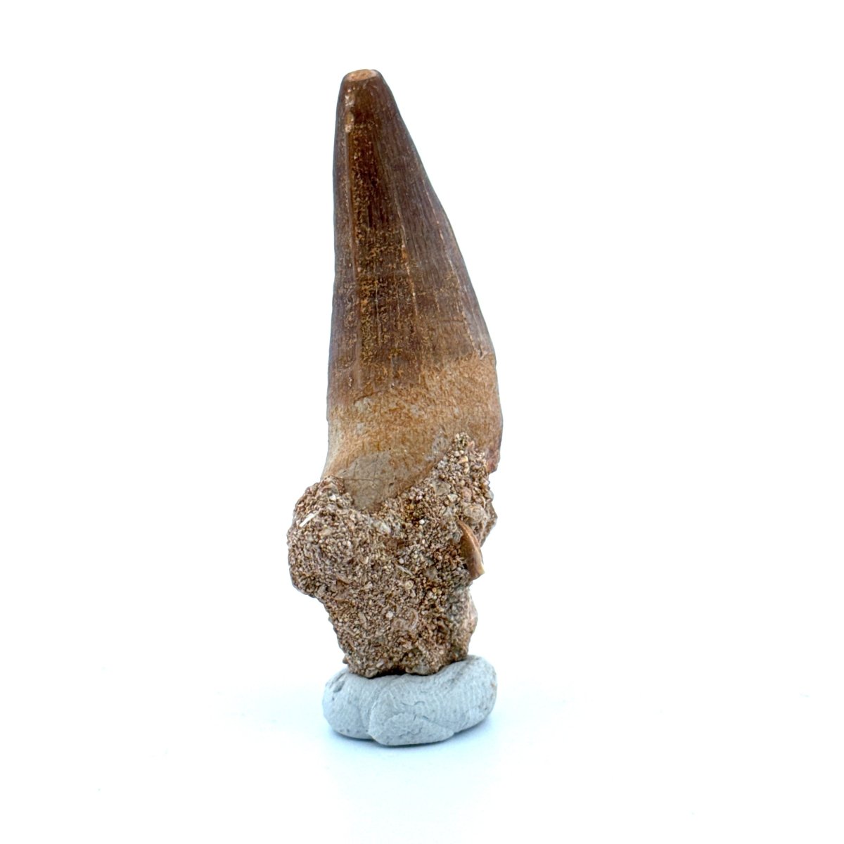 Maroccosuchus zennaroi Fossil tooth (1.55") from Morocco - FossilsAndMore