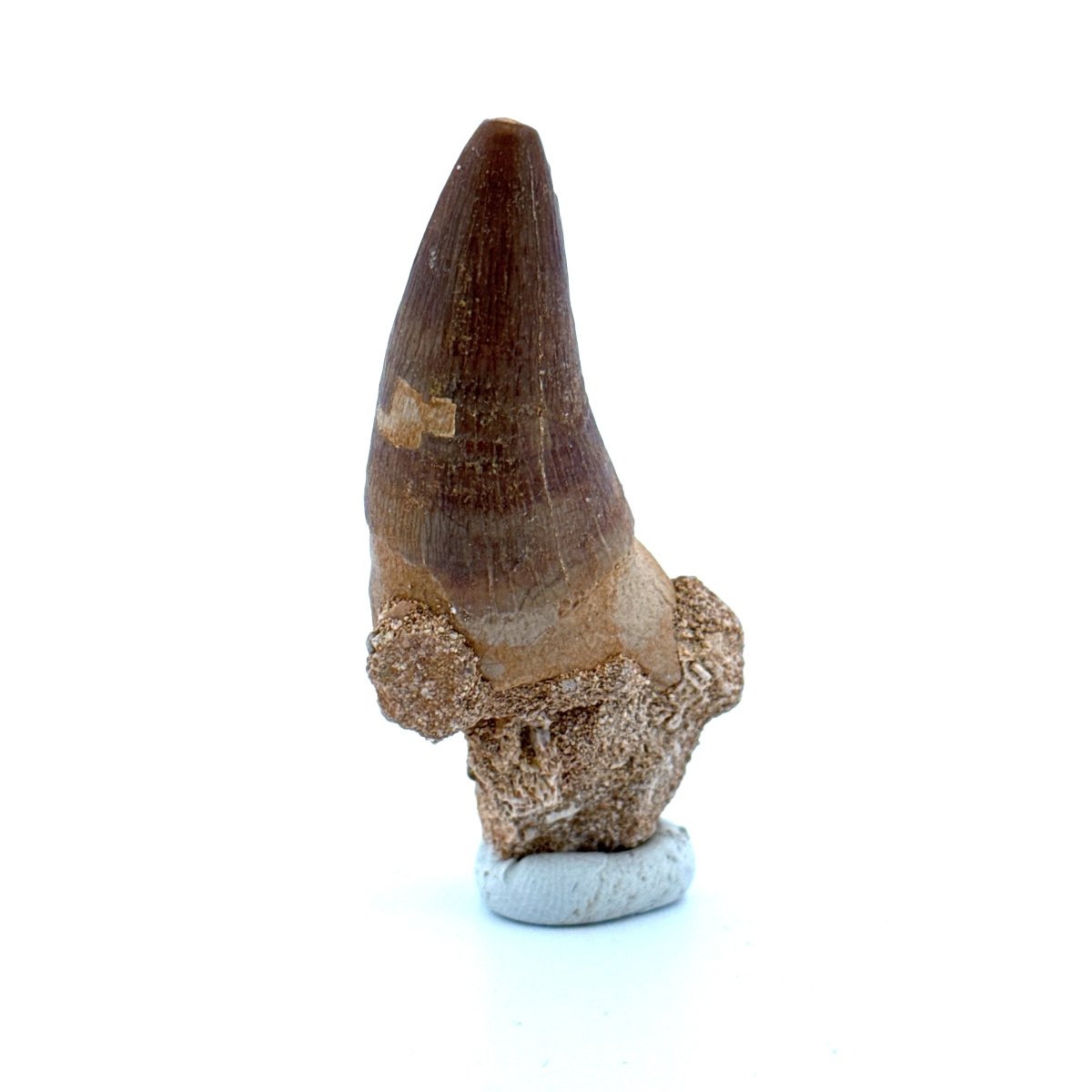 Maroccosuchus zennaroi Fossil tooth (1.55") from Morocco - FossilsAndMore