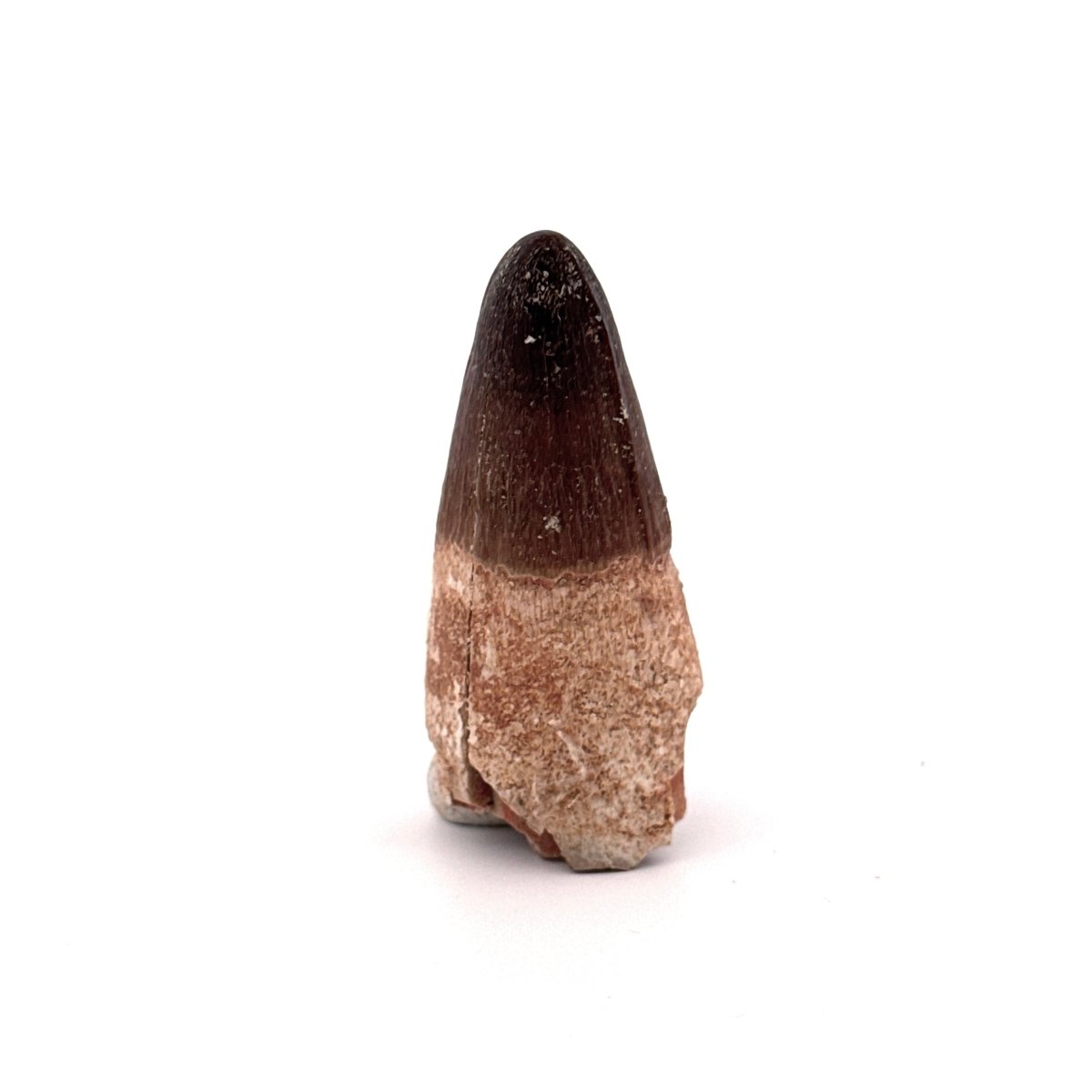 Maroccosuchus zennaroi Fossil tooth (1.73") from Morocco - FossilsAndMore