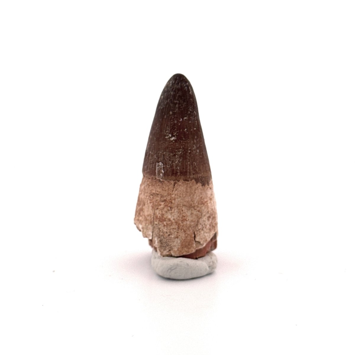 Maroccosuchus zennaroi Fossil tooth (1.73") from Morocco - FossilsAndMore