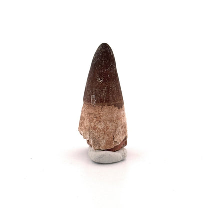 Maroccosuchus zennaroi Fossil tooth (1.73") from Morocco - FossilsAndMore