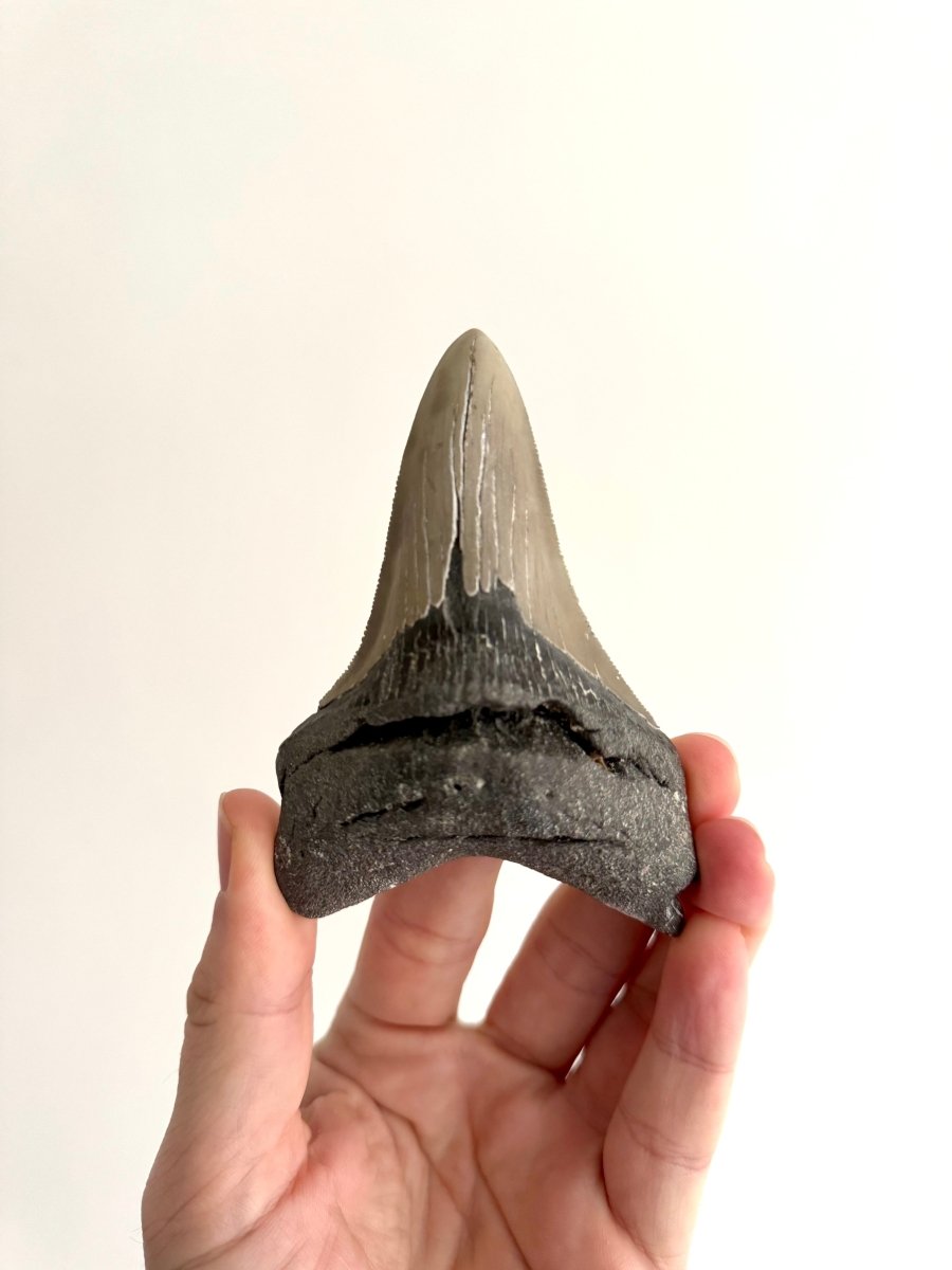 Megalodon tooth fossil (4.28") - Miocene, USA - FossilsAndMore