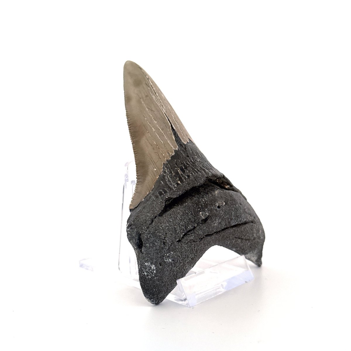 Megalodon tooth fossil (4.28") - Miocene, USA - FossilsAndMore