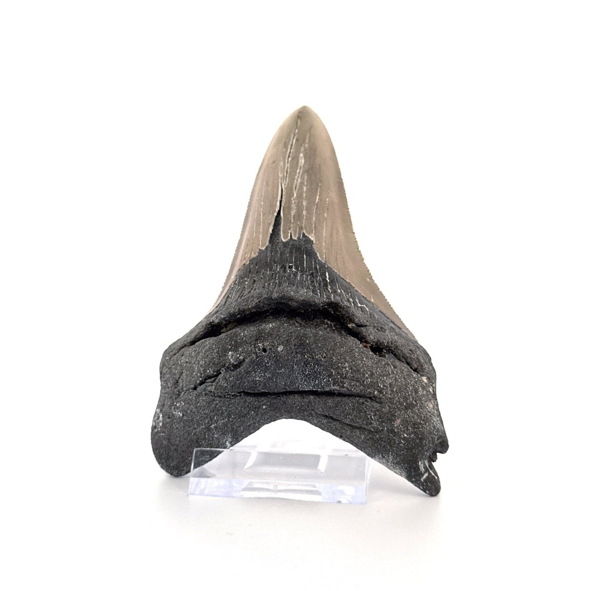 Megalodon tooth fossil (4.28") - Miocene, USA - FossilsAndMore