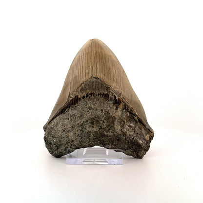 Megalodon tooth fossil (4.39") - Miocene, USA - FossilsAndMore