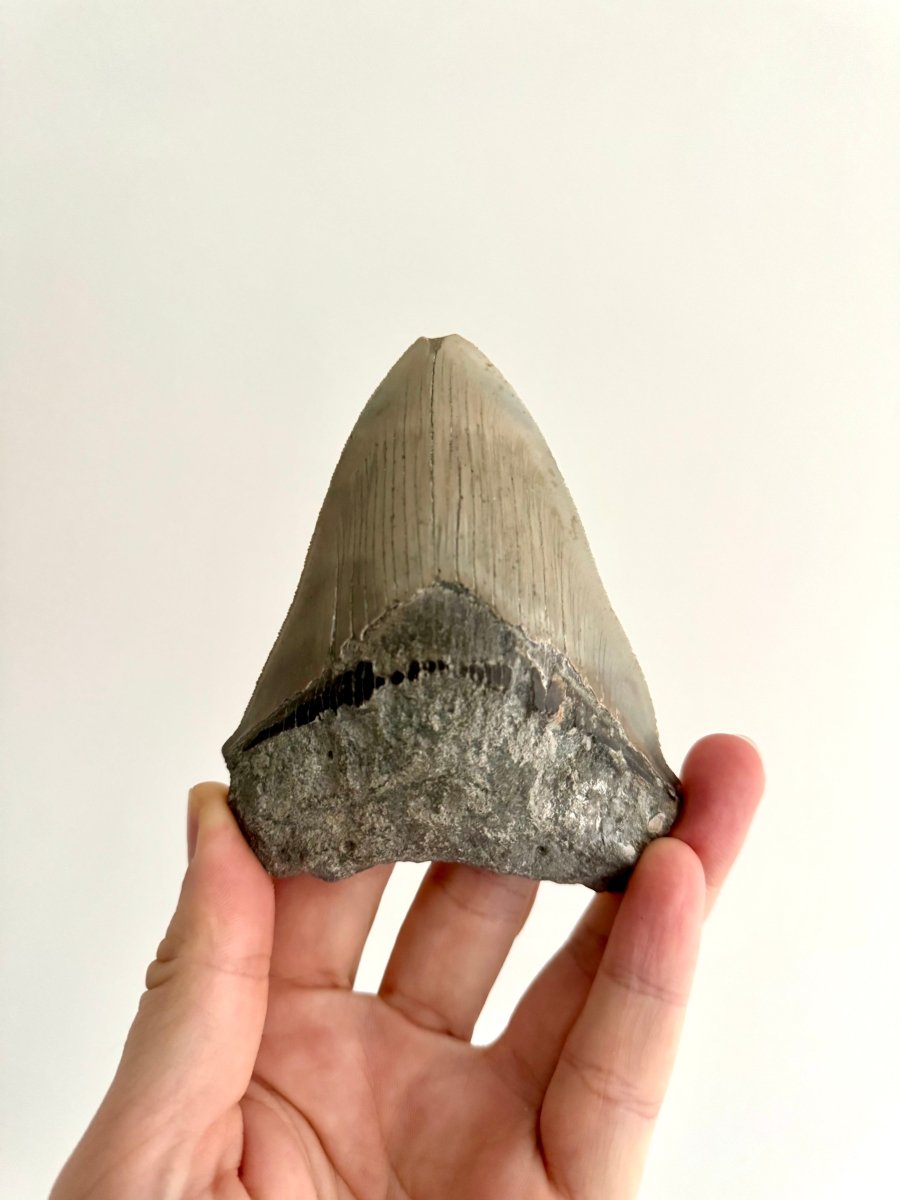 Megalodon tooth fossil (4.39") - Miocene, USA - FossilsAndMore