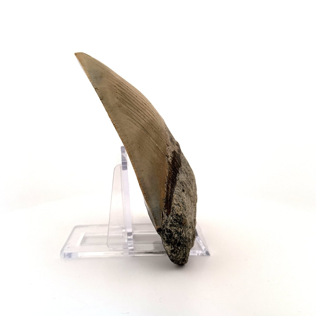 Megalodon tooth fossil (4.39") - Miocene, USA - FossilsAndMore