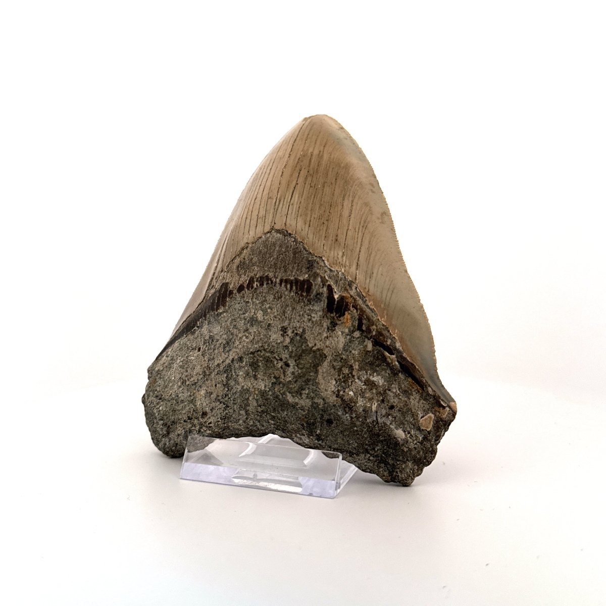 Megalodon tooth fossil (4.39") - Miocene, USA - FossilsAndMore