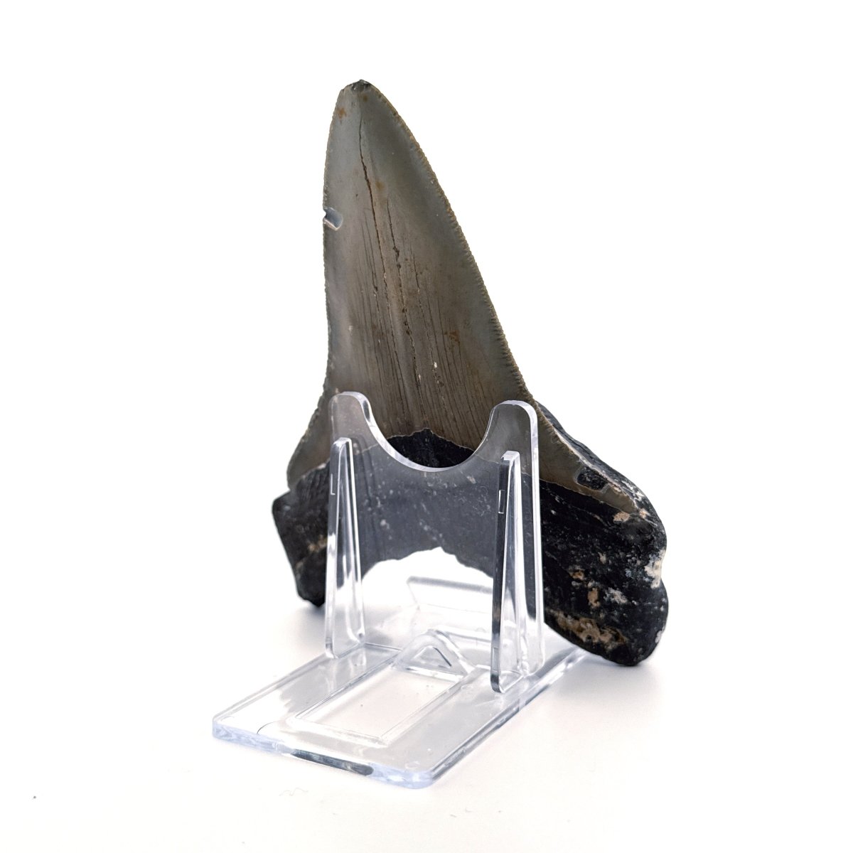 Megalodon tooth fossil (4.54") from Miocene, USA - FossilsAndMore