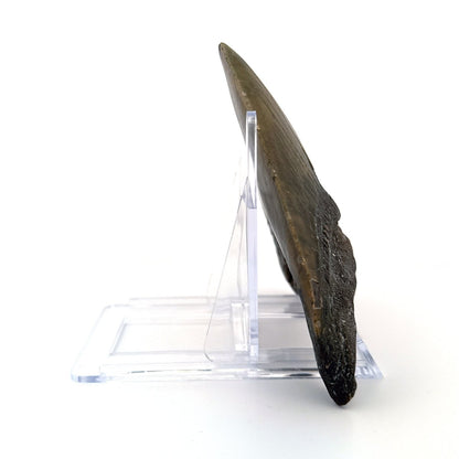 Megalodon tooth fossil (4.63") - Miocene, USA - FossilsAndMore