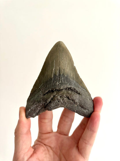 Megalodon tooth fossil (4.63") - Miocene, USA - FossilsAndMore