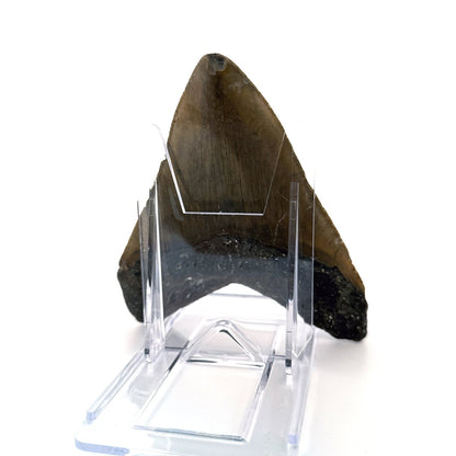 Megalodon tooth fossil (4.63") - Miocene, USA - FossilsAndMore